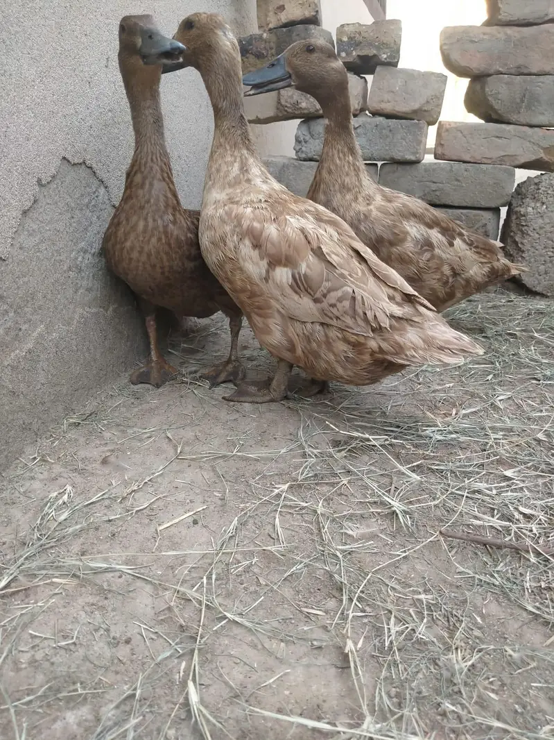 Pure white Muscovy & pure khaki Campbell ducks — photo 2