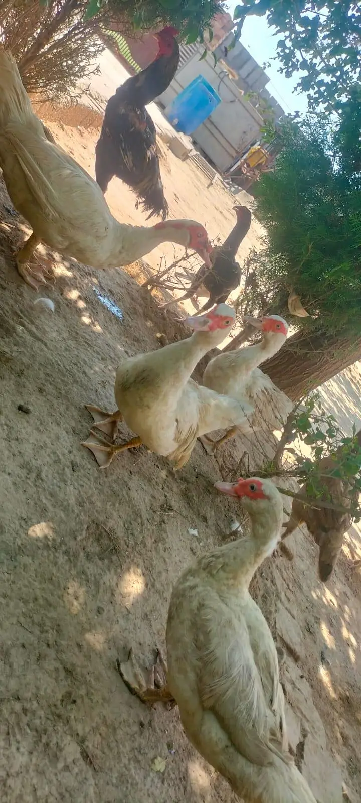 Pure white Muscovy & pure khaki Campbell ducks — photo 4