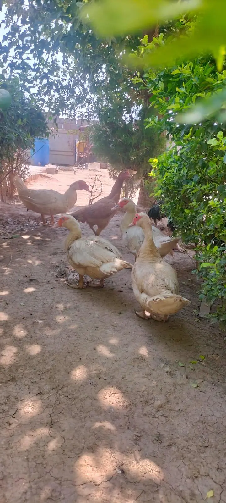 Pure white Muscovy & pure khaki Campbell ducks — photo 5