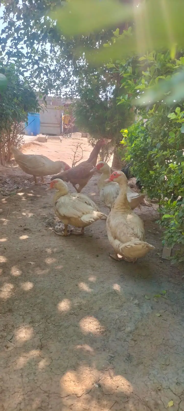 Pure white Muscovy & pure khaki Campbell ducks — photo 6