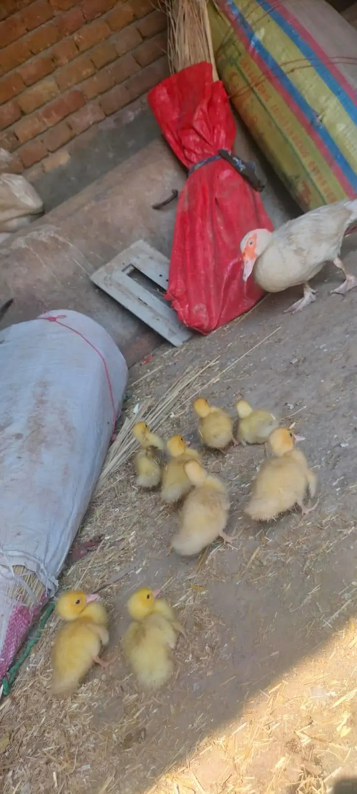 Pure white Muscovy & pure khaki Campbell ducks — photo 7