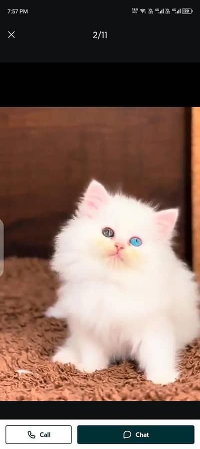 (Persian female kitten) (for sale all) (Pakistan delivery available)