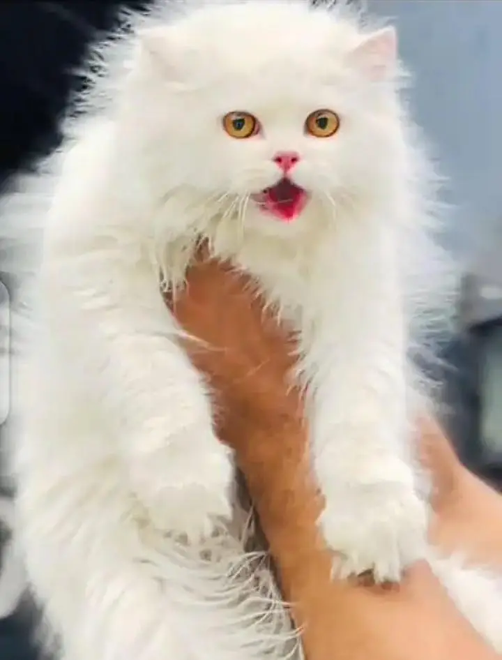 (Persian female kitten) (for sale all) (Pakistan delivery available) — photo 4