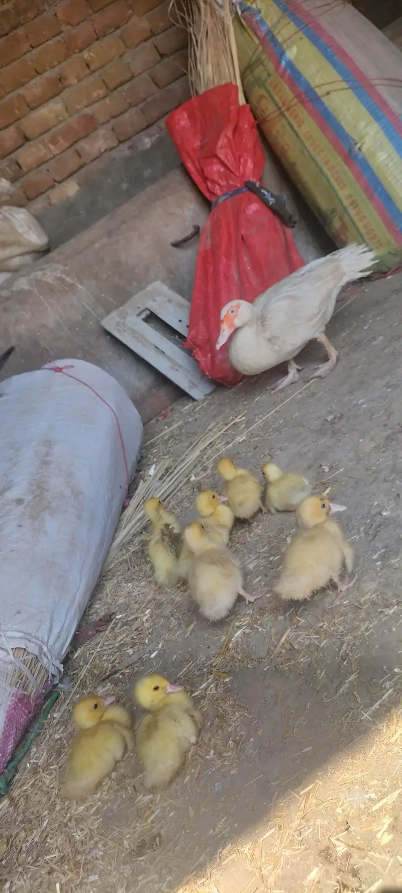 pure white Muscovy duck and pure khaki campelle duck — photo 2