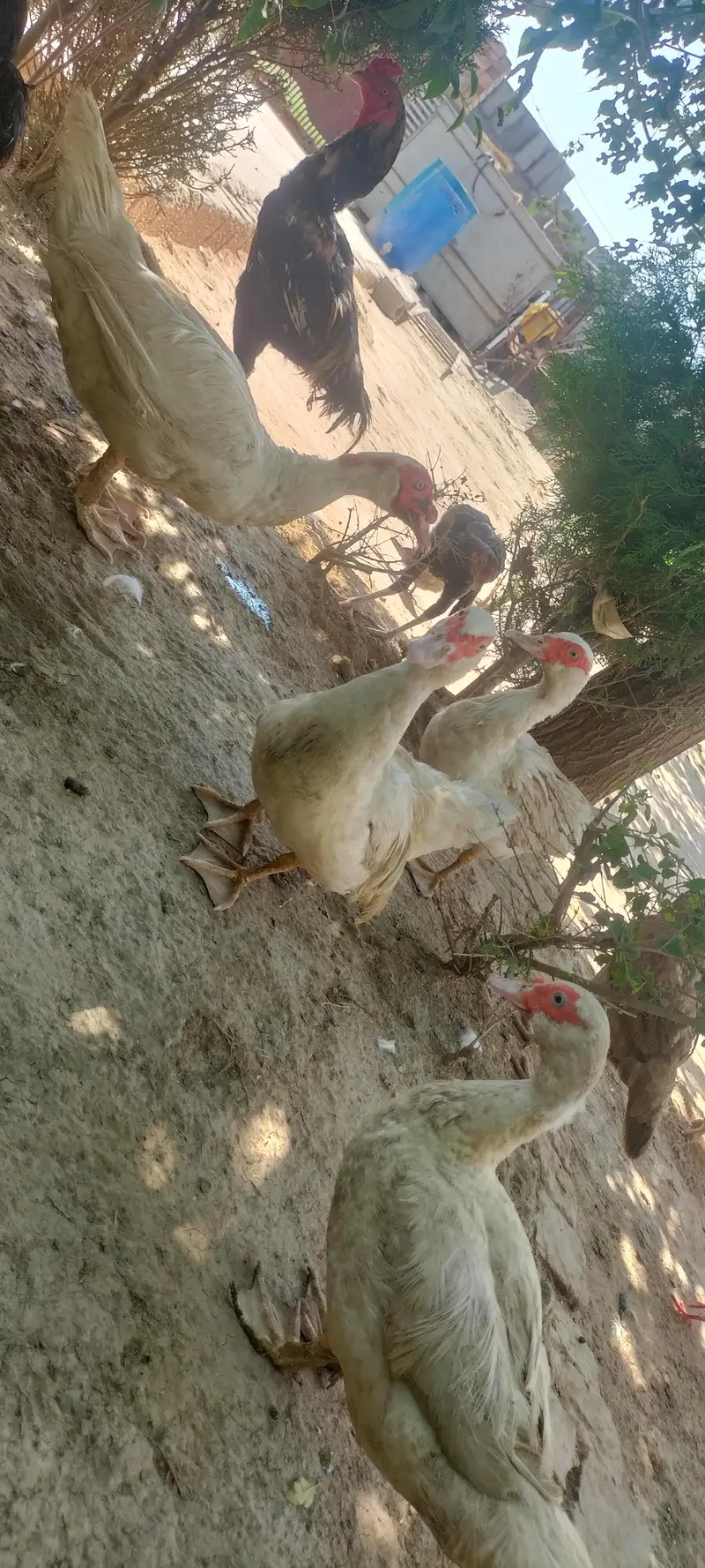 pure white Muscovy duck and pure khaki campelle duck — photo 3