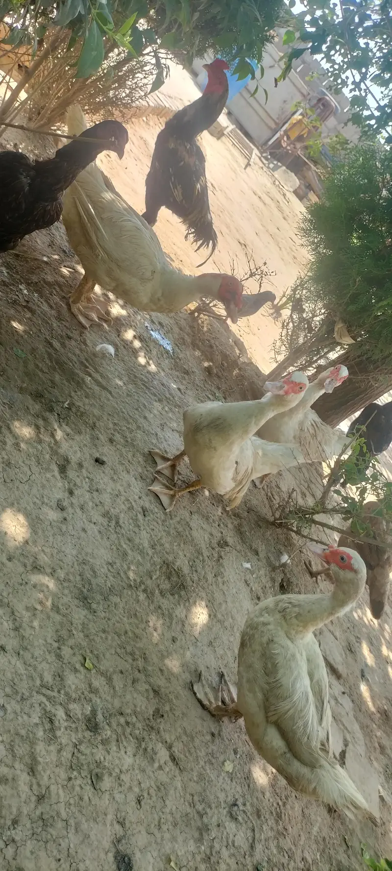 pure white Muscovy duck and pure khaki campelle duck — photo 4