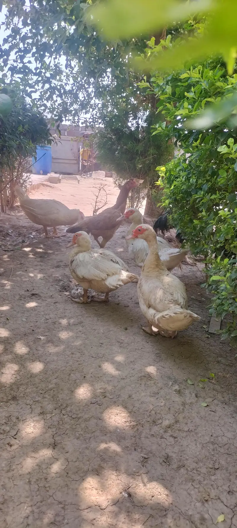 pure white Muscovy duck and pure khaki campelle duck — photo 6