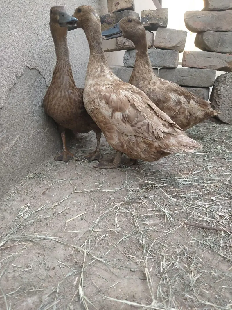 pure white Muscovy duck and pure khaki campelle duck — photo 7