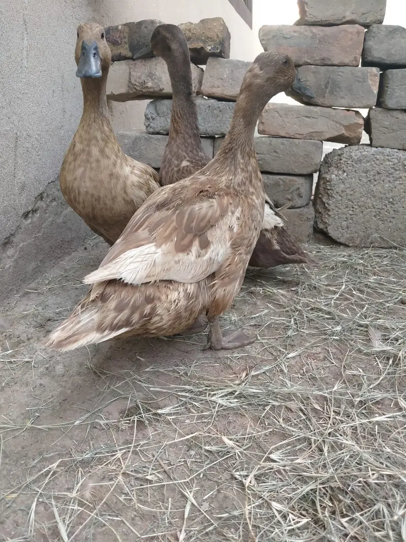 pure white Muscovy duck and pure khaki campelle duck — photo 8