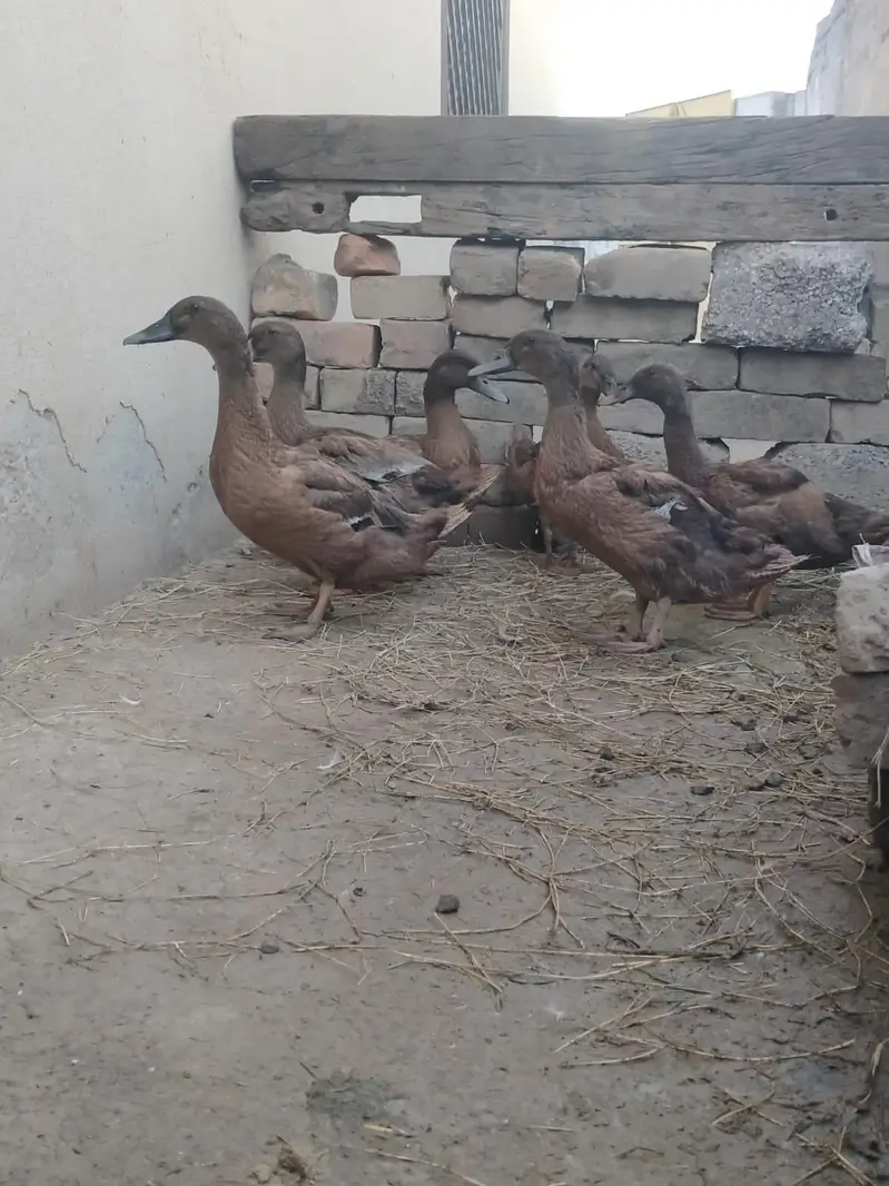 pure white Muscovy duck and pure khaki campelle duck — photo 10
