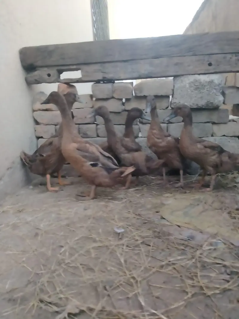 pure white Muscovy duck and pure khaki campelle duck — photo 11