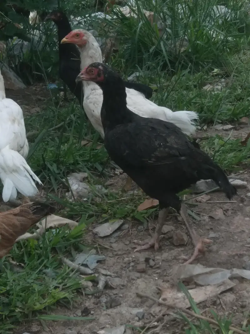 White And Black Aseel Murghiya — photo 2