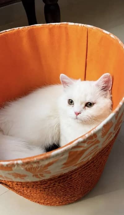 White Persian male kitten