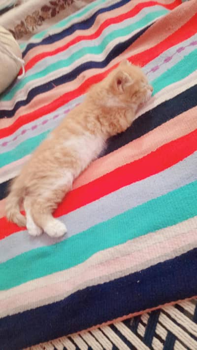 Persian female kitten