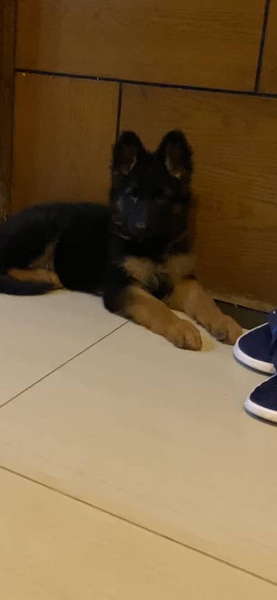 German shepherd long coat female