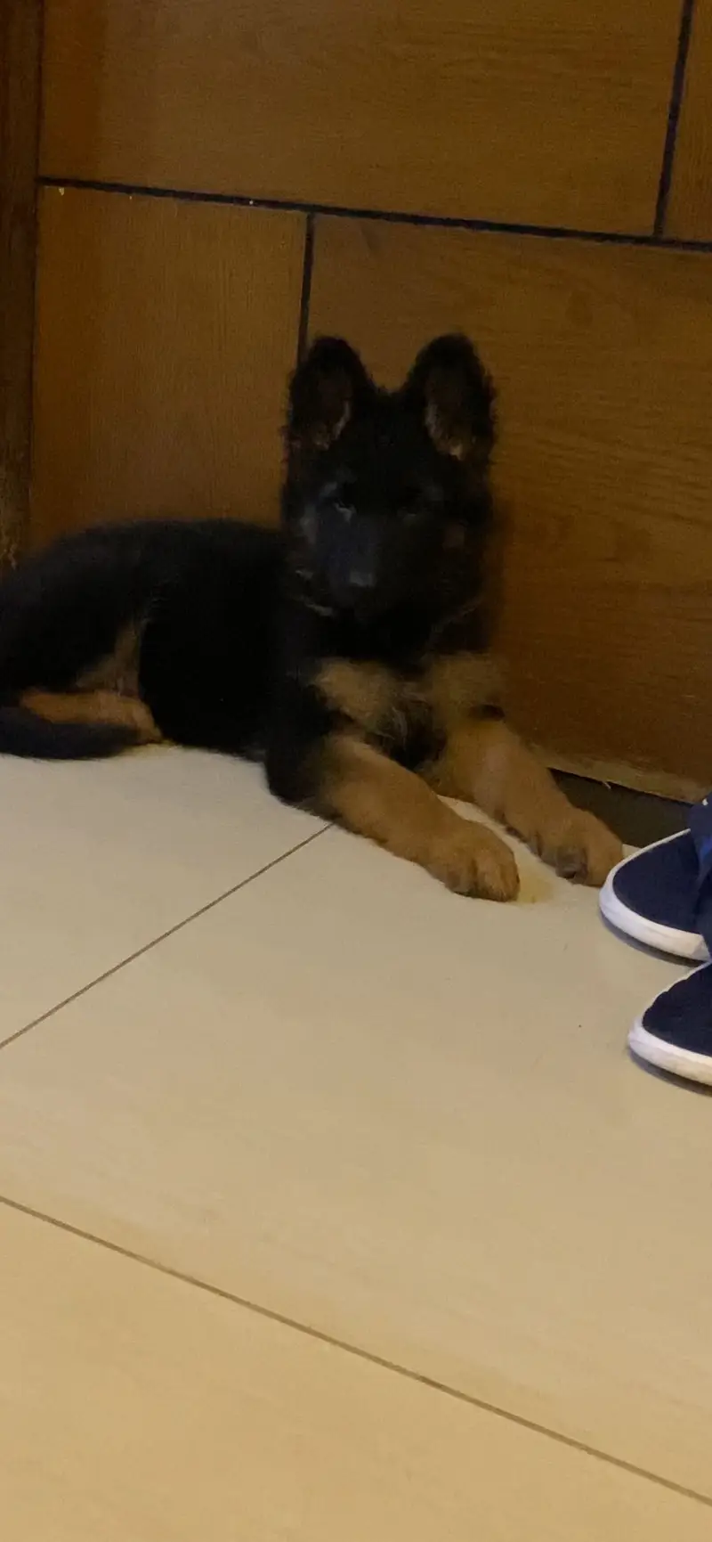 German shepherd long coat female — photo 2