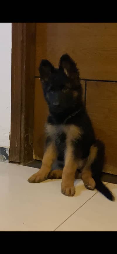 German shepherd long coat female