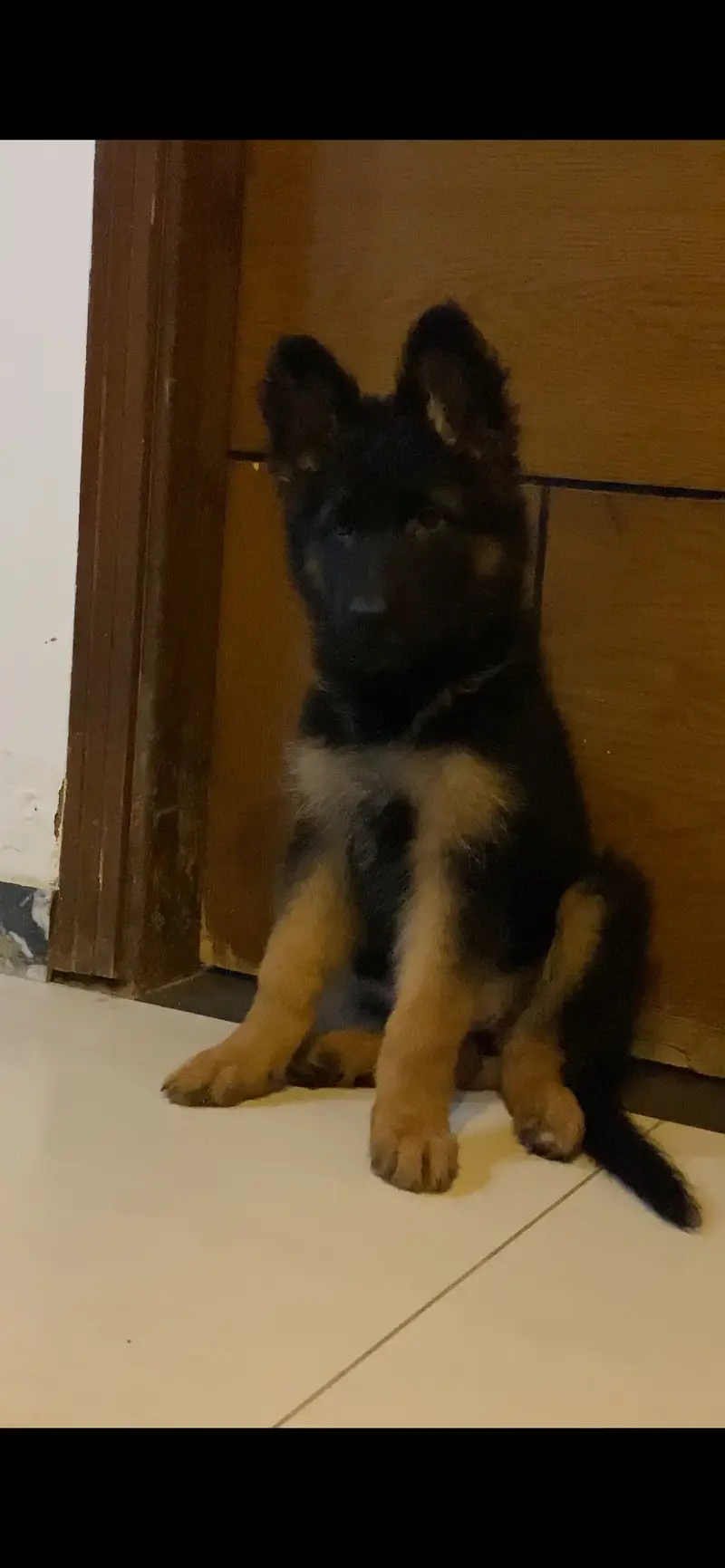 German shepherd long coat female — photo 3