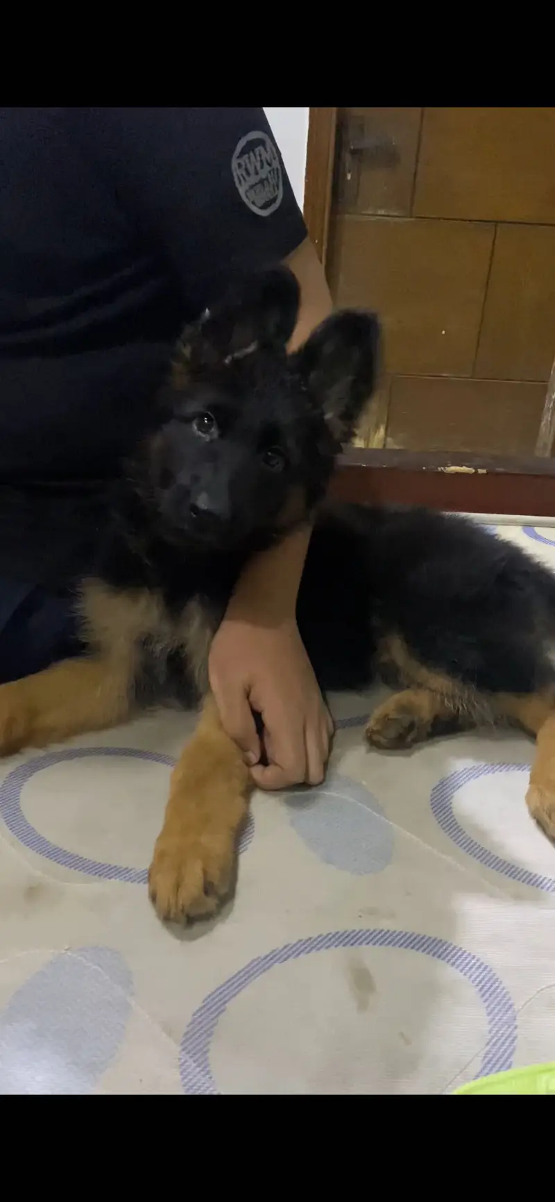 German shepherd long coat female — photo 4