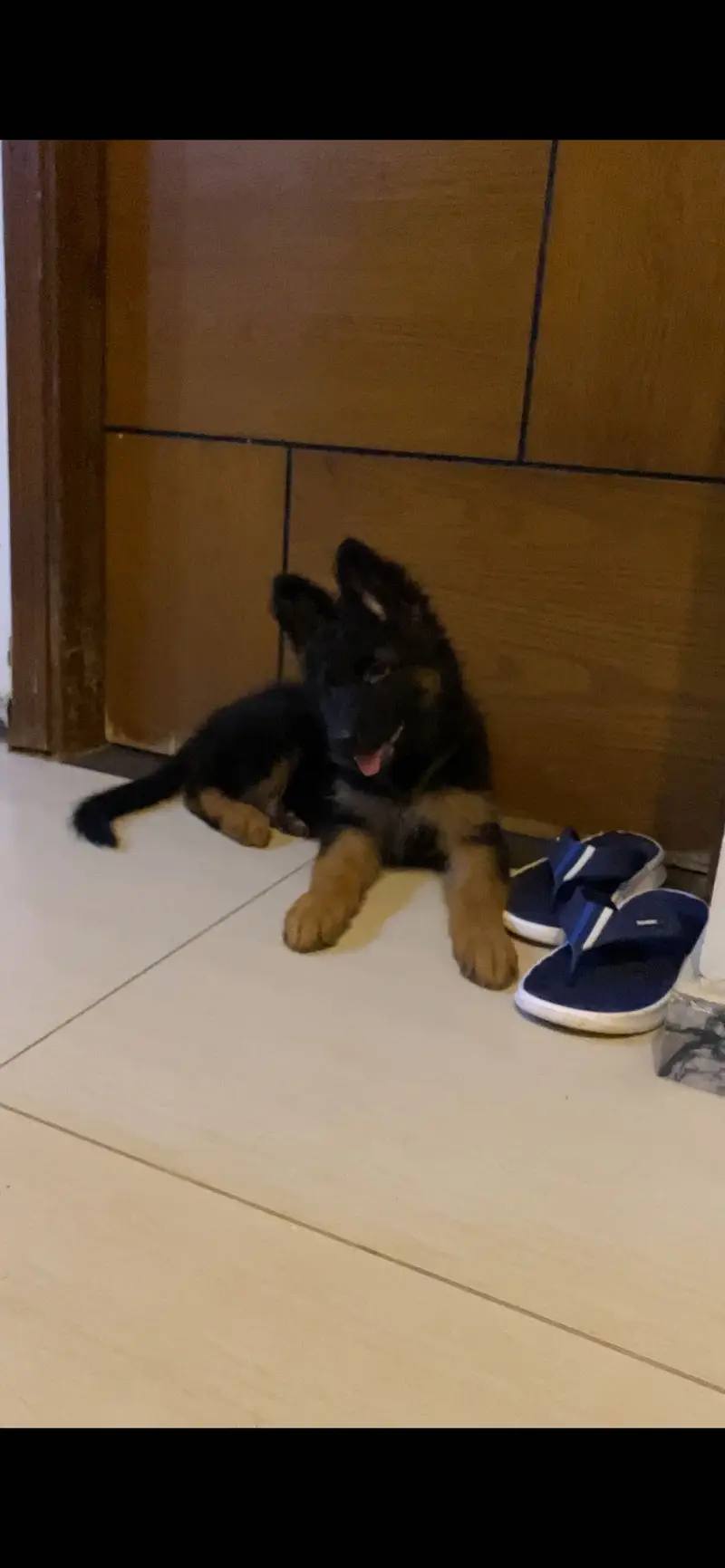 German shepherd long coat female — photo 5