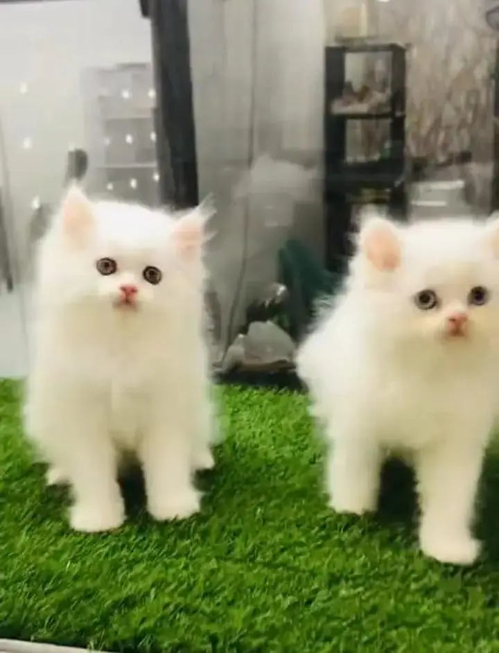 (Persian female kitten) (for sale all) (Pakistan delivery available) — photo 2