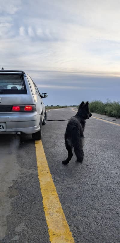 Black German long undercoat