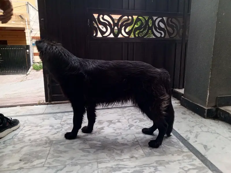 Black German long undercoat — photo 2