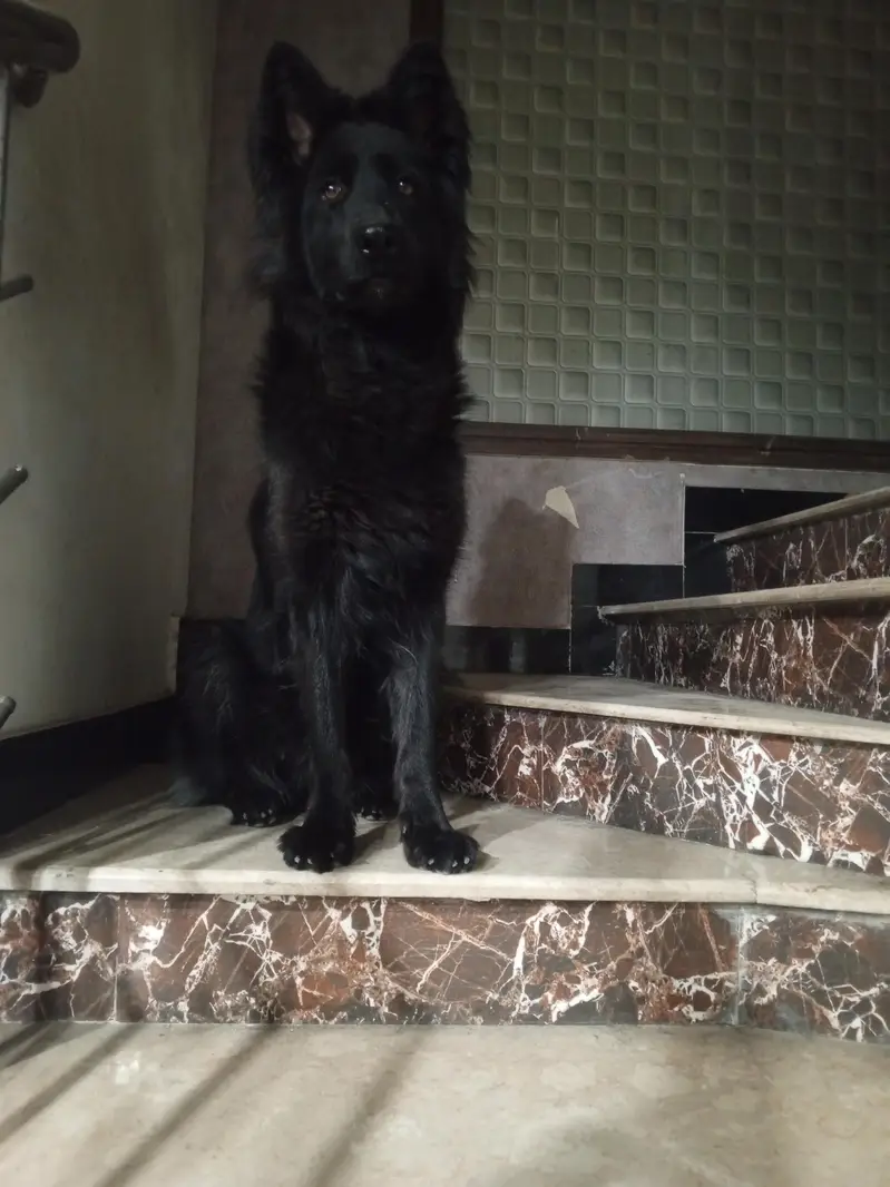 Black German long undercoat — photo 3