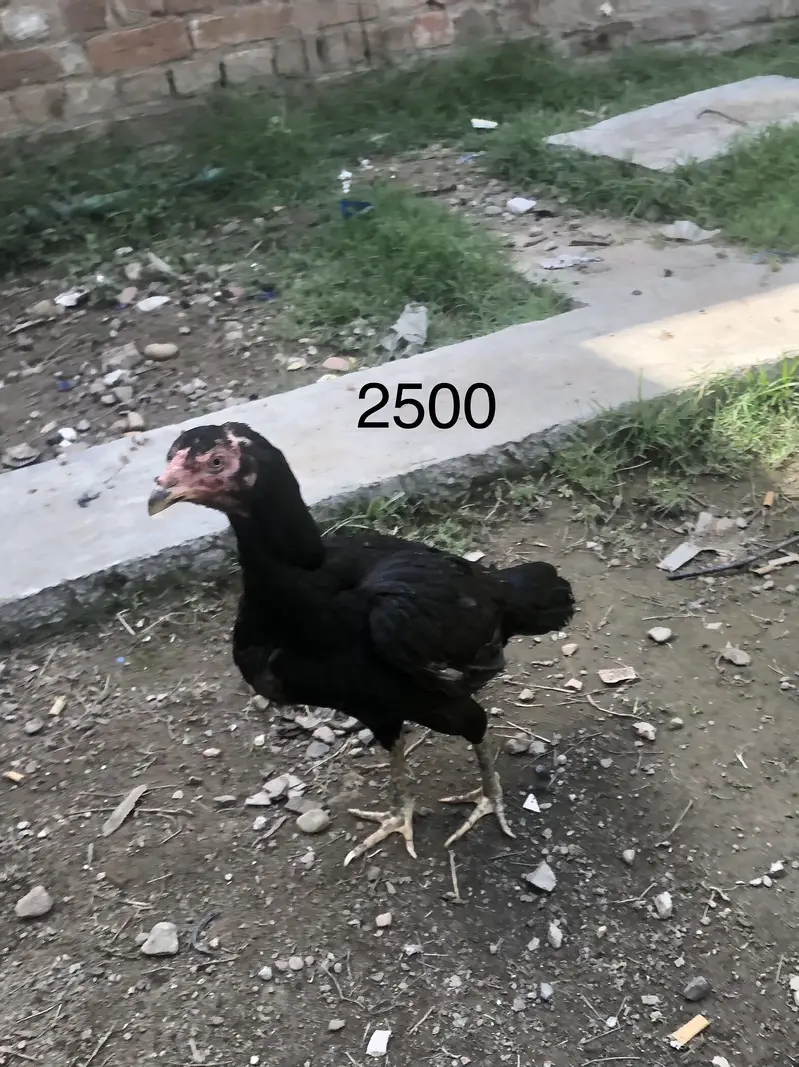 Kum keemat ma 2 male 2 female — photo 2
