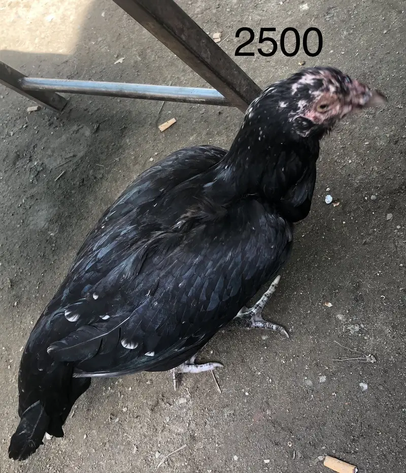 Kum keemat ma 2 male 2 female — photo 3