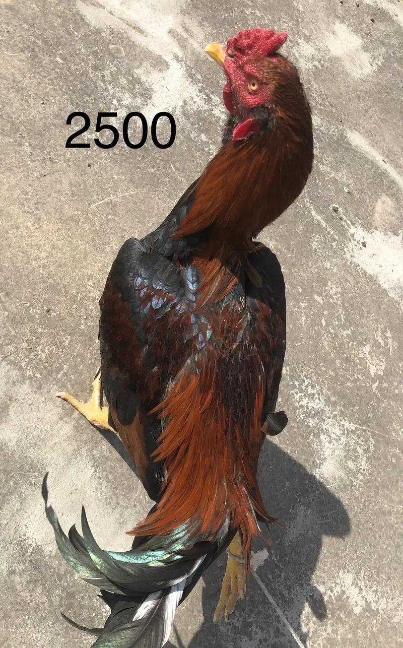 Kum keemat ma 2 male 2 female — photo 4