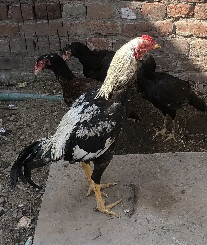 Kum keemat ma 2 male 2 female — photo 6