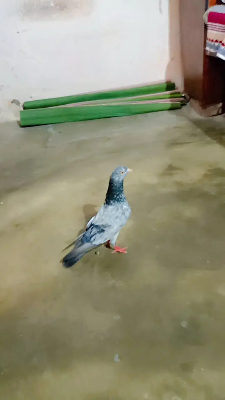 high class flying male