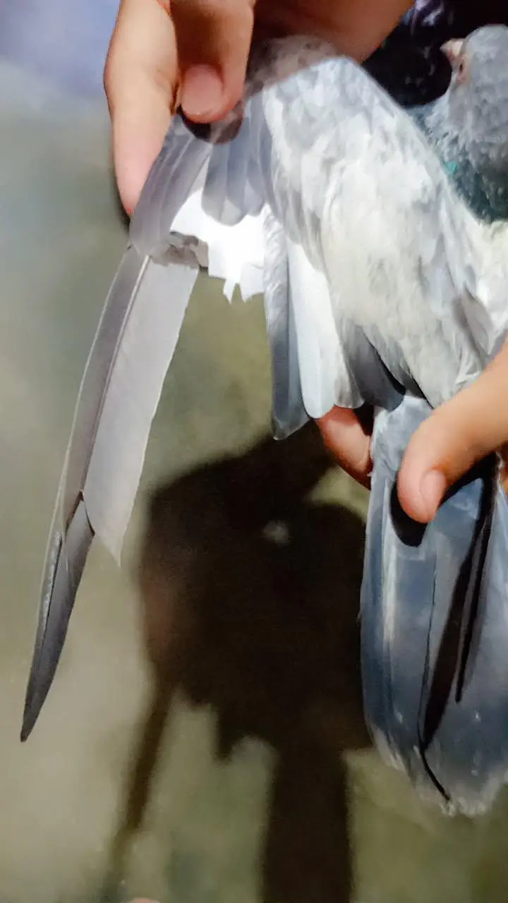 high class flying male — photo 3