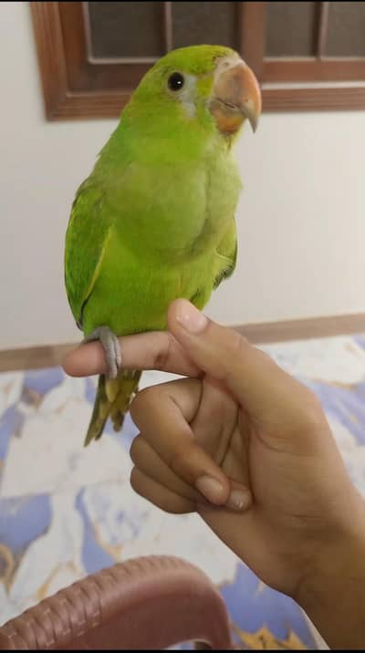 hand tamed parrot.