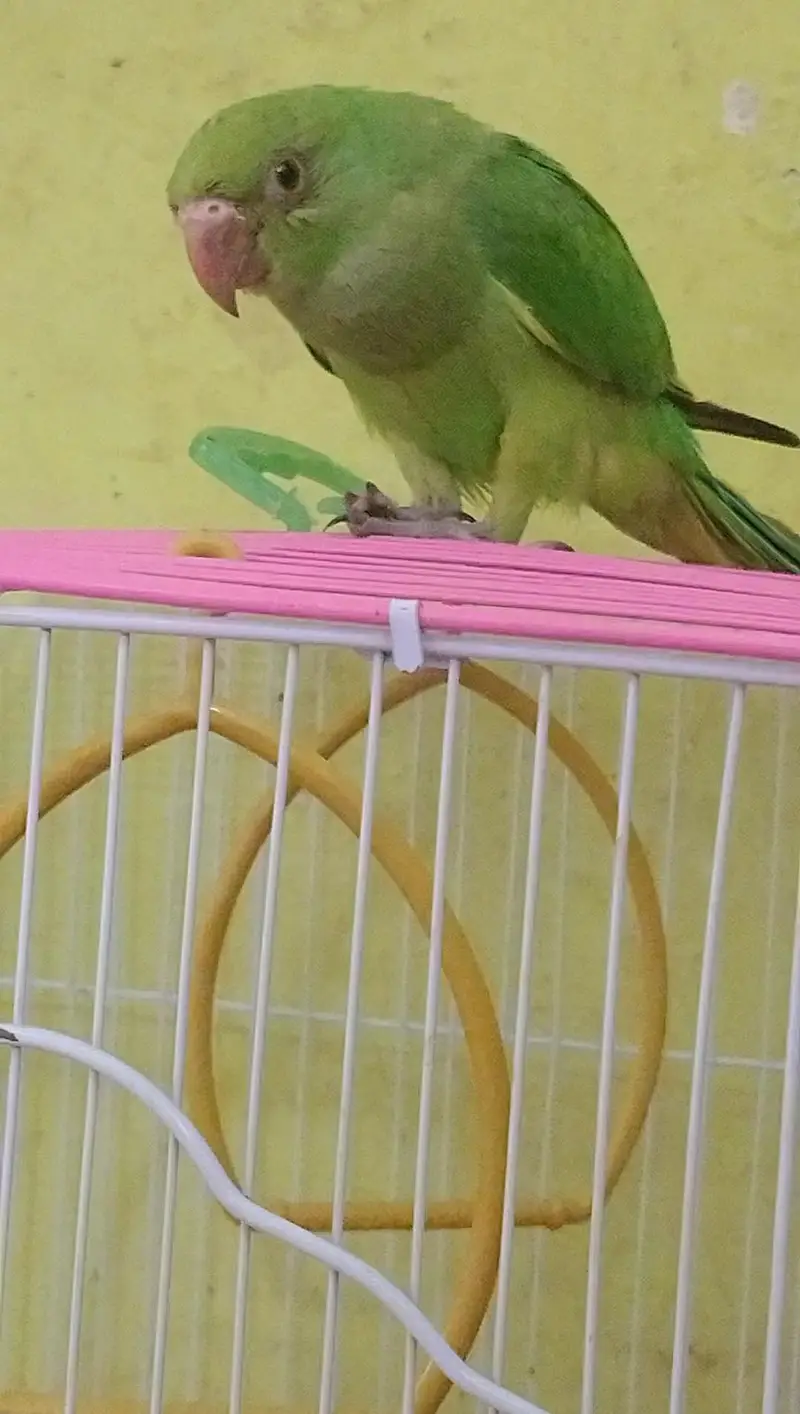 hand tamed parrot. — photo 2