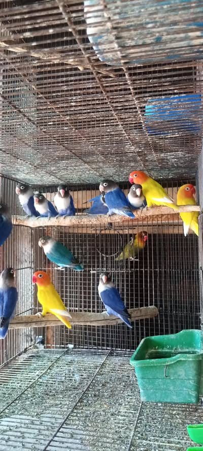 Lovebirds Pair