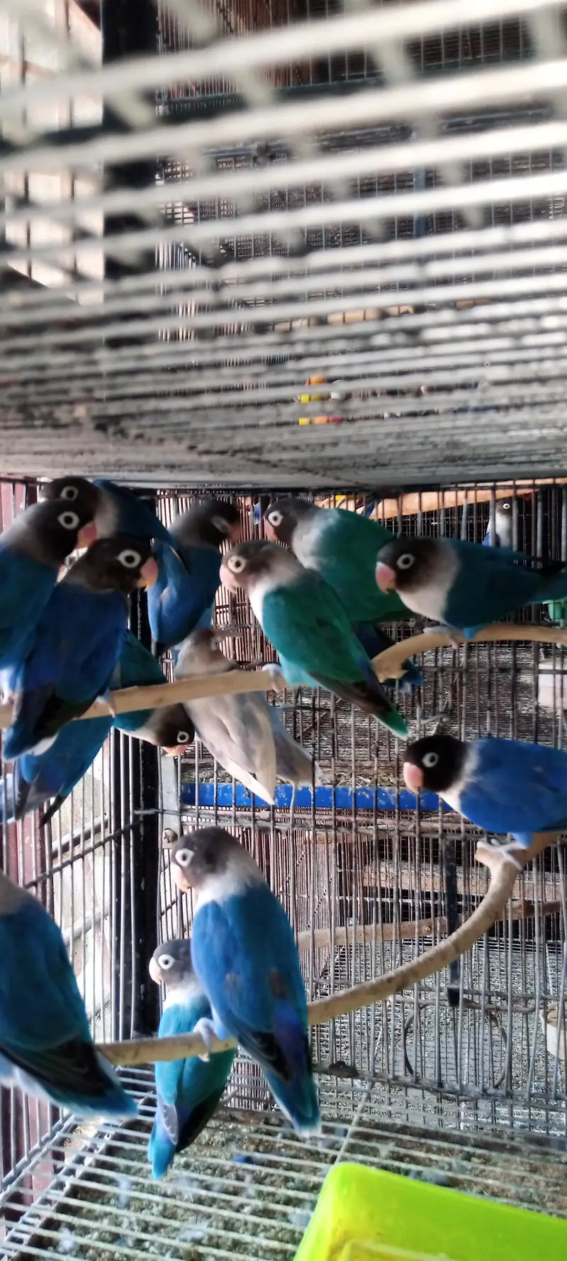 Lovebirds Pair — photo 2