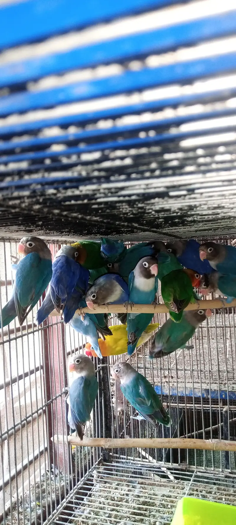 Lovebirds Pair — photo 3