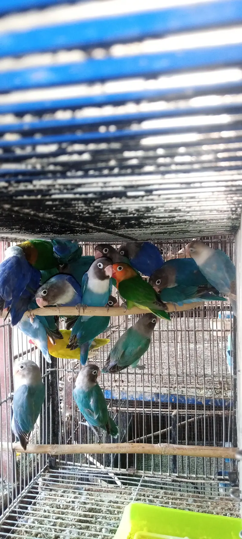 Lovebirds Pair — photo 4