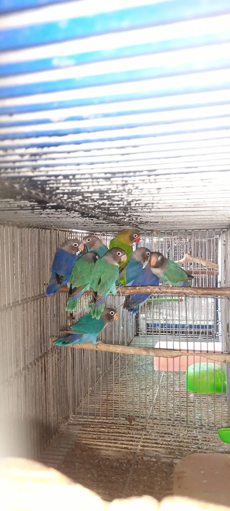 Lovebirds Pair — photo 5