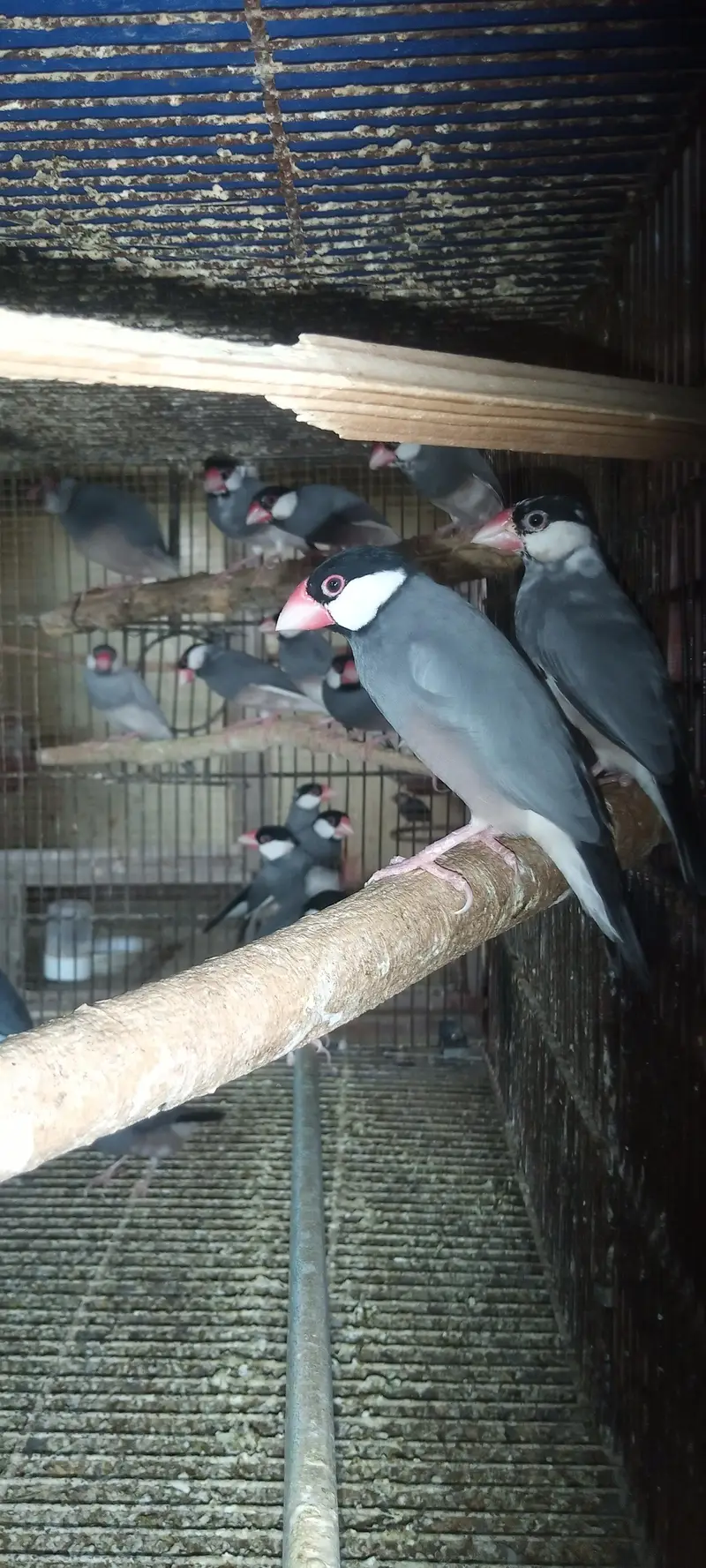 Lovebirds Pair — photo 6