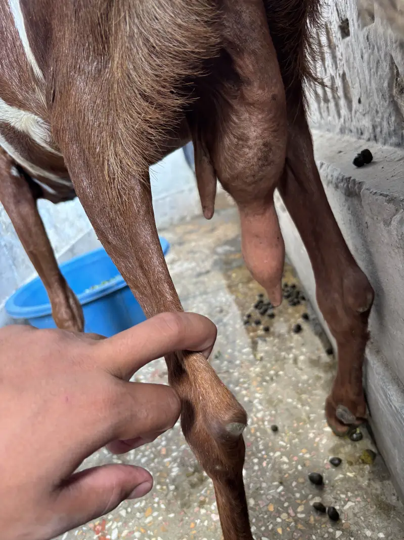 Pure Desi Bakri — photo 3