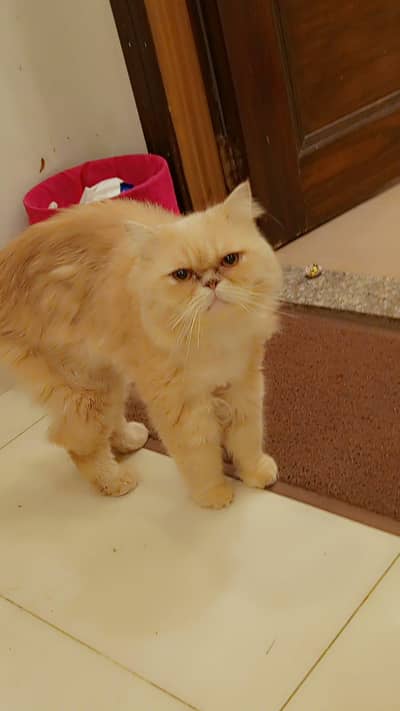 beautiful male cat argent saleeee need money