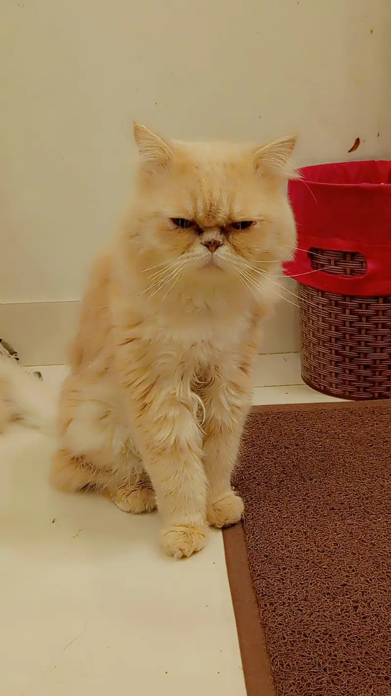 beautiful male cat argent saleeee need money — photo 2