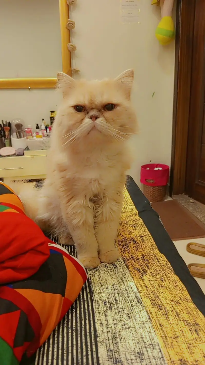 beautiful male cat argent saleeee need money — photo 3