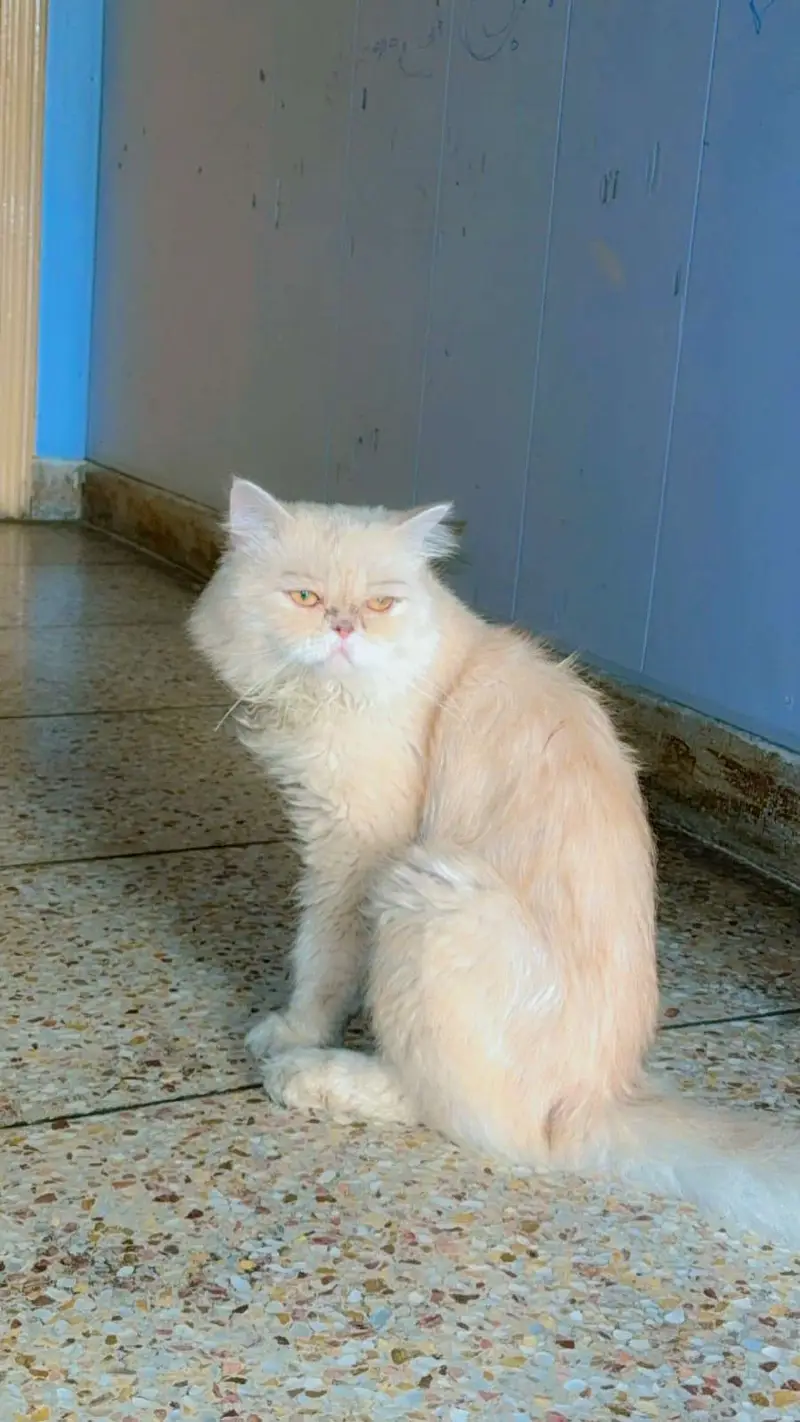 beautiful male cat argent saleeee need money — photo 4