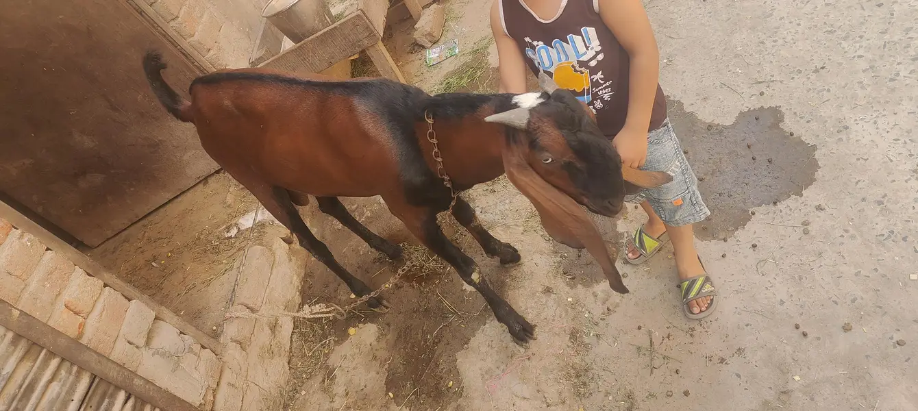 donda ho gya hai 1sal 3 4 month ka hai — photo 2