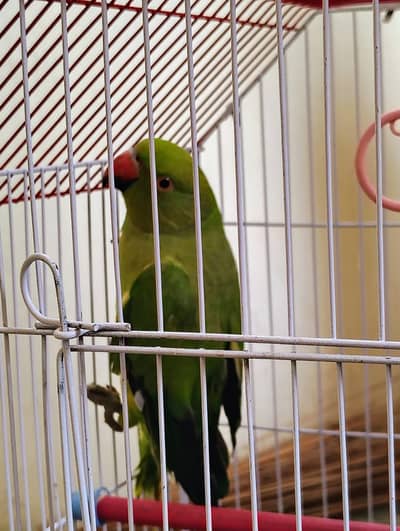 GREEN PARROT FOR SALE