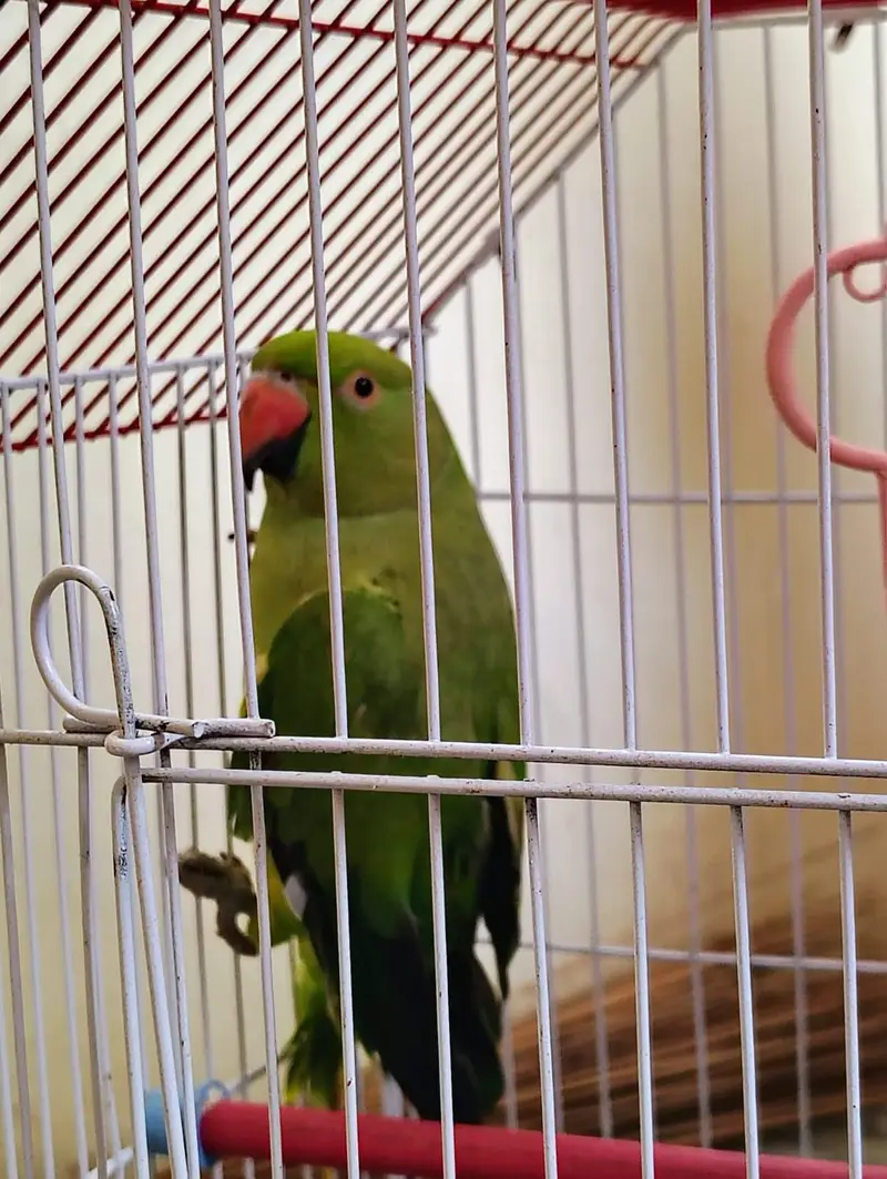 GREEN PARROT FOR SALE — photo 2
